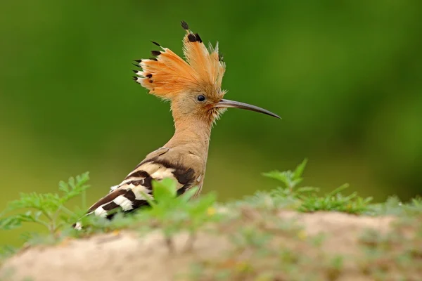 Hoopoe sitting on the stone — Stock Photo, Image