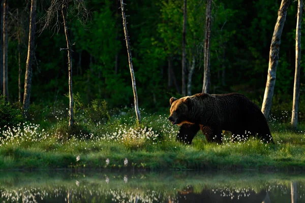 큰 갈색 곰 — 스톡 사진