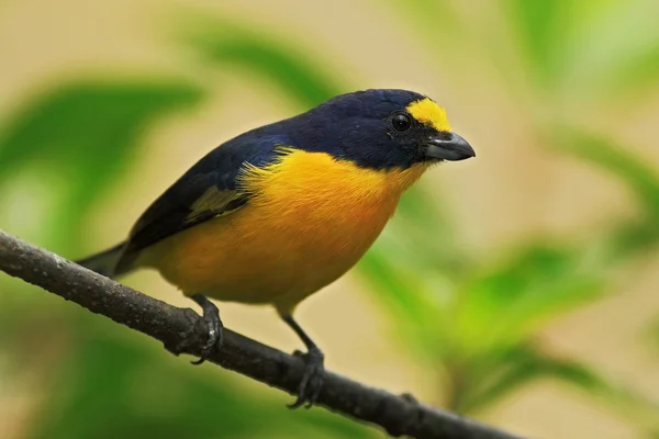 Blauwe en gele vogel — Stockfoto
