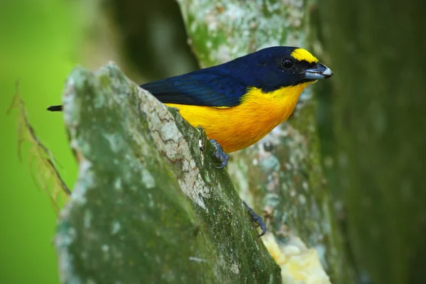 Pájaro exótico eufonia de garganta amarilla —  Fotos de Stock