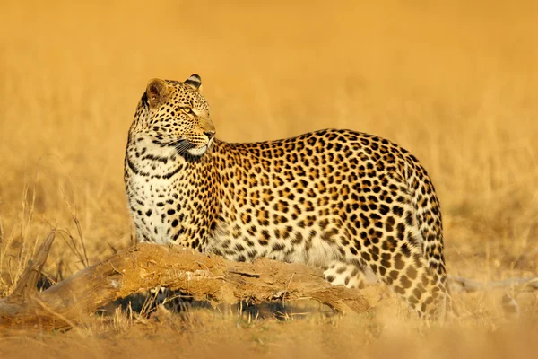 African Leopard in Hwange National Park — 图库照片