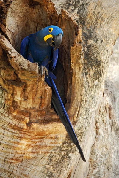 Big blue parrot Hyacinth Macaw — Stock Photo, Image