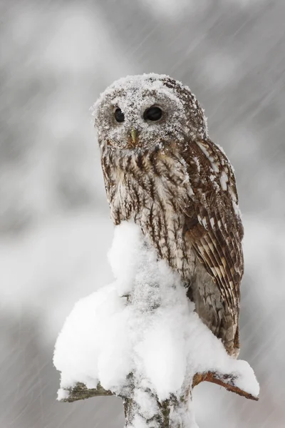 Tawny Owl neve — Foto Stock