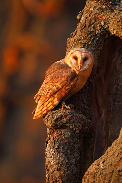 坐在树干上的谷仓猫头鹰 — 图库照片