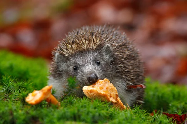 Cute European Hedgehog — Stock Photo, Image