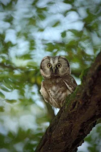 Small bird Boreal owl — Stock Photo, Image