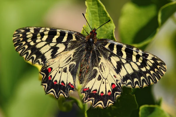Kelebek Güney aynayı Fisto — Stok fotoğraf