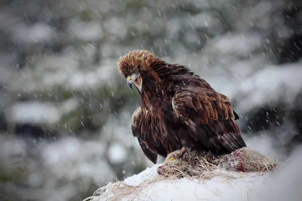Águila dorada en nieve — Foto de Stock