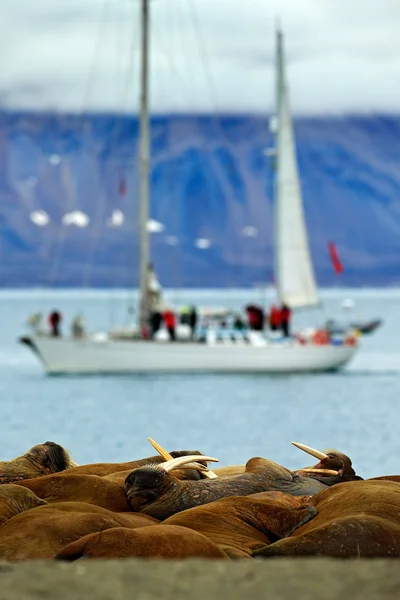 Моржів колонії Шпіцберген, Норвегія — стокове фото