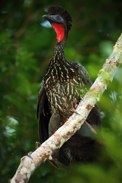 Guan Crested no galho da árvore — Fotografia de Stock