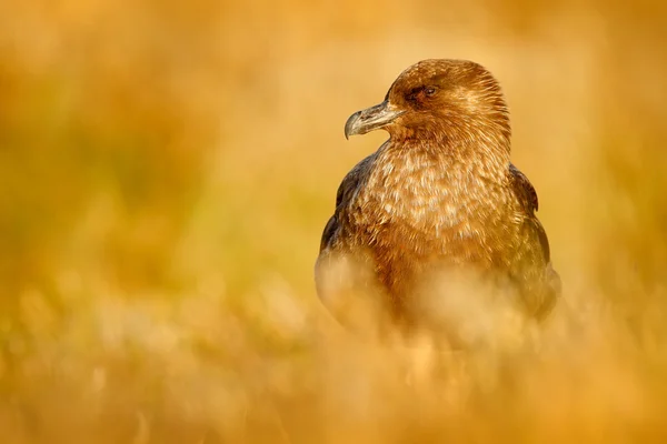 Bruin jager zitten in de herfst gras — Stockfoto