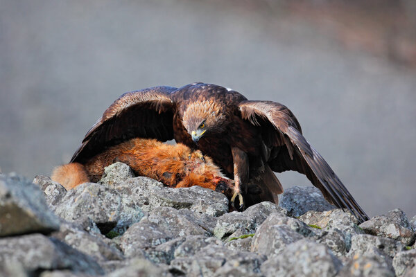 Golden Eagle feeding