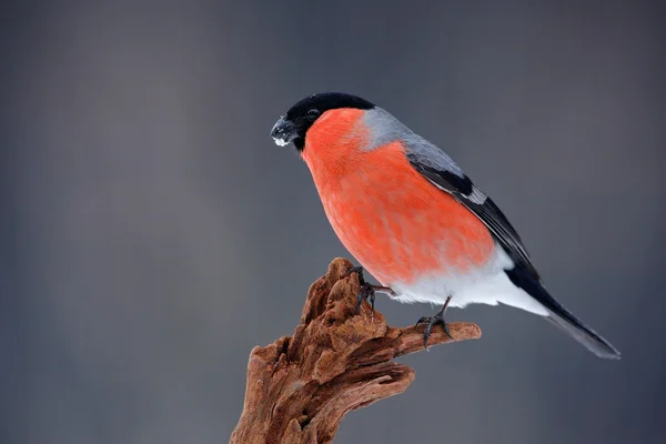 Songbird piros süvöltő — Stock Fotó