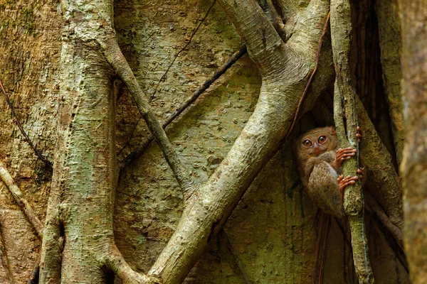 Doğa habitatında spektral tarsier — Stok fotoğraf