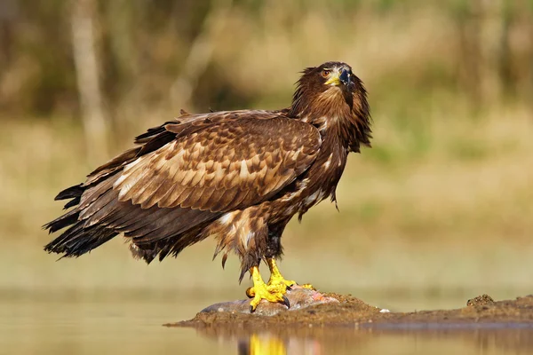 White-tailed Eagle feeding kill fish — Stock Photo, Image