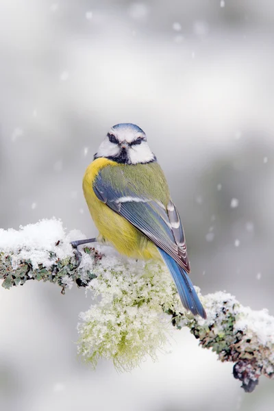 Şirin songbird Mavi baştankara — Stok fotoğraf