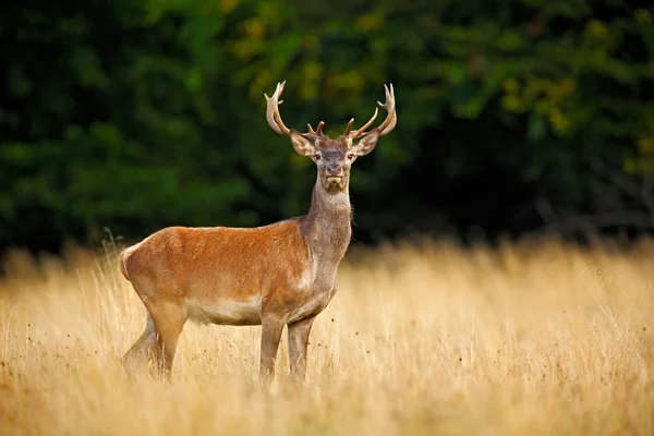 Powerful adult red deer — Stock Photo, Image