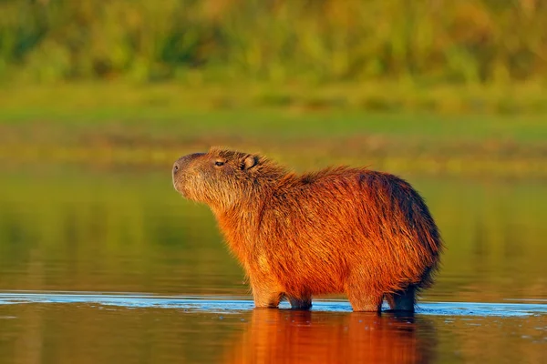 Kapybara i vattnet med kvällsljus — Stockfoto