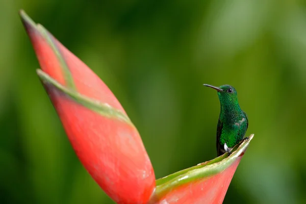 绿冠辉煌的绿色蜂鸟 — 图库照片