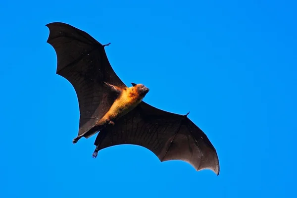 Giant indisk frukt bat — Stockfoto