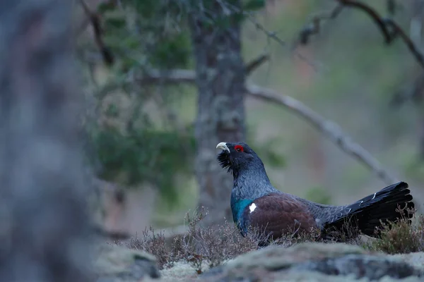 黑鸟西 Capercaillie — 图库照片