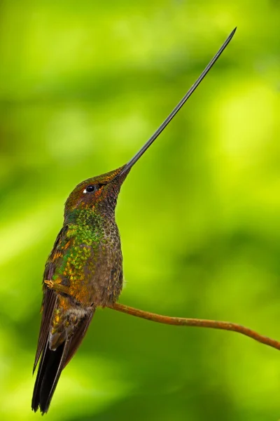 Ξίφος-τιμολογημένος της hummingbird, Ξιφοφόρα Ξιφοφόρα — Φωτογραφία Αρχείου