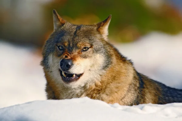 Šedý vlk portrét — Stock fotografie