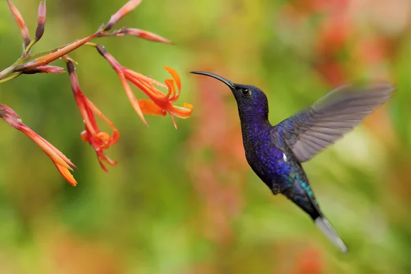 Beija-flor Violeta Sabrewing — Fotografia de Stock