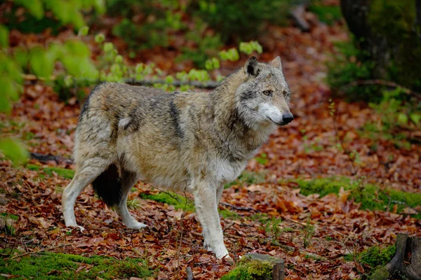 Grijze wolf in het voorjaar — Stockfoto