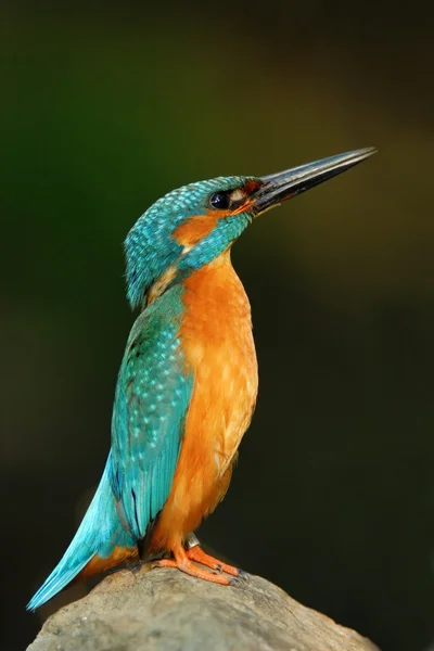 Modré a oranžové pták — Stock fotografie