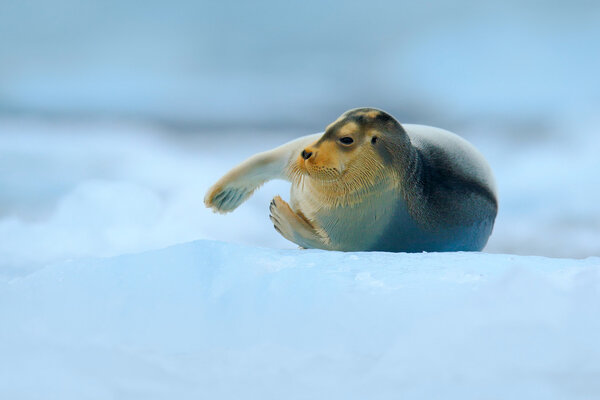 Bearded seal on blue and white ice