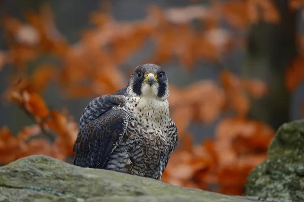 Peregrine Falcon, хищная птица — стоковое фото