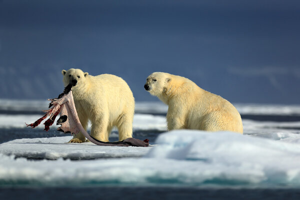 Pair of polar bears with seal