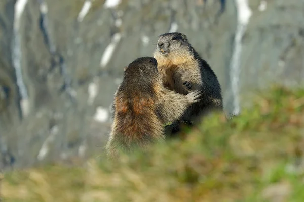 Fighting djur marmots — Stockfoto