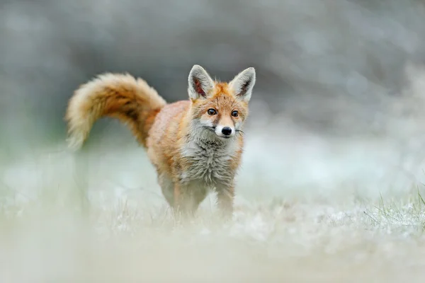 Running Red Fox