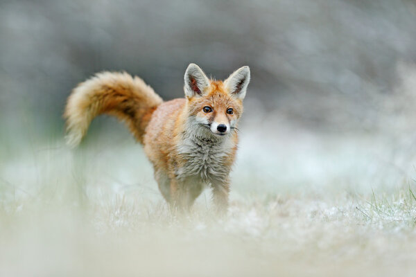 Running Red Fox, Vulpes vulpes, at snow winter