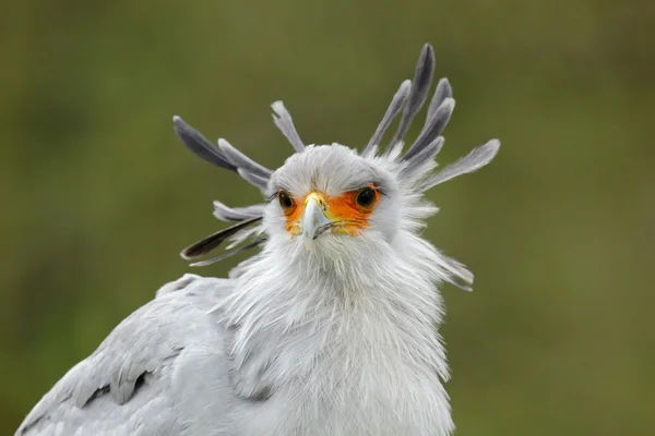 素敵な秘書の鳥の肖像画 — ストック写真