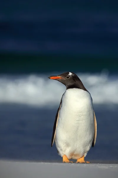 Gentoo πιγκουίνος στέκεται στην παραλία με τη λευκή — Φωτογραφία Αρχείου