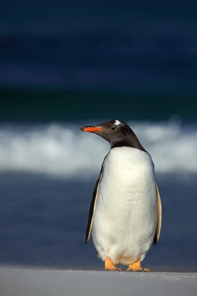 Pinguim Gentoo em pé na praia branca — Fotografia de Stock