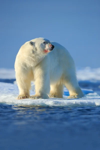 Big polar bear on drift ice Royalty Free Stock Photos