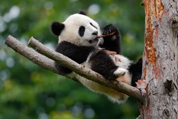 かわいい若いパンダを横になっています。 ロイヤリティフリーのストック写真