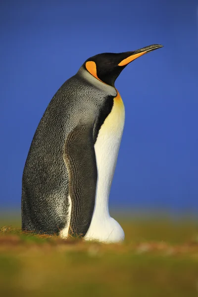 King penguin sitting in grass Stock Image