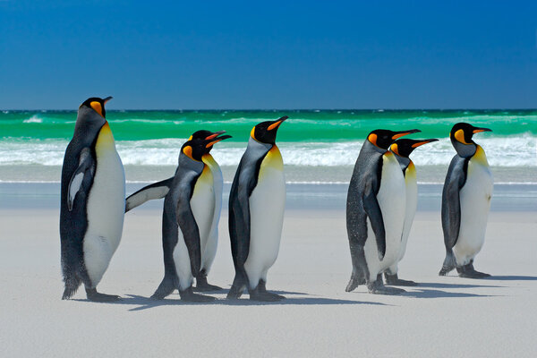 Grupo de pingüinos rey — Imagen de stock Grupo de pingüinos rey Imágenes De Stock Sin Royalties Gratis