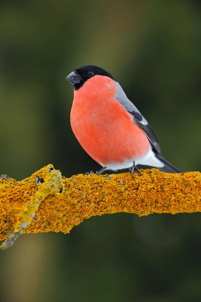 Red songbird Bullfinch — Stock Image Red songbird Bullfinch Royalty Free Stock Images