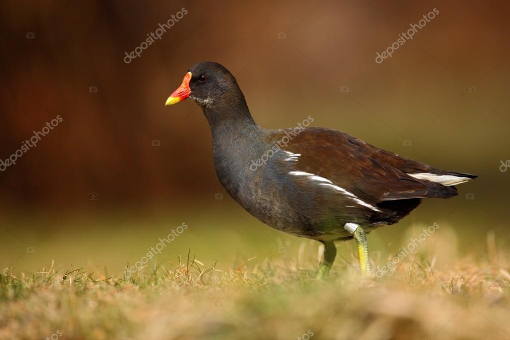 Oiseau Deau Brun Avec Bec Jaune Et Rouge Gallinule Poule D
