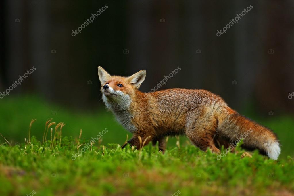 Picture red fox running Running Red Fox — Stock Photo