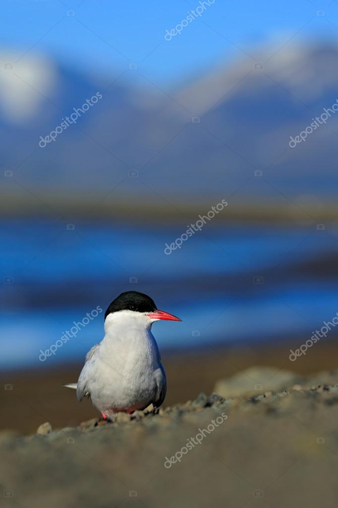 Oiseau Blanc Avec Casquette Noire Photographie