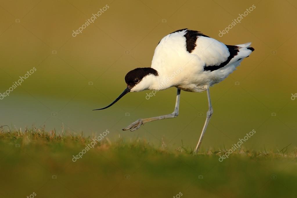 Oiseau Noir Et Blanc Dans Lherbe Verte France