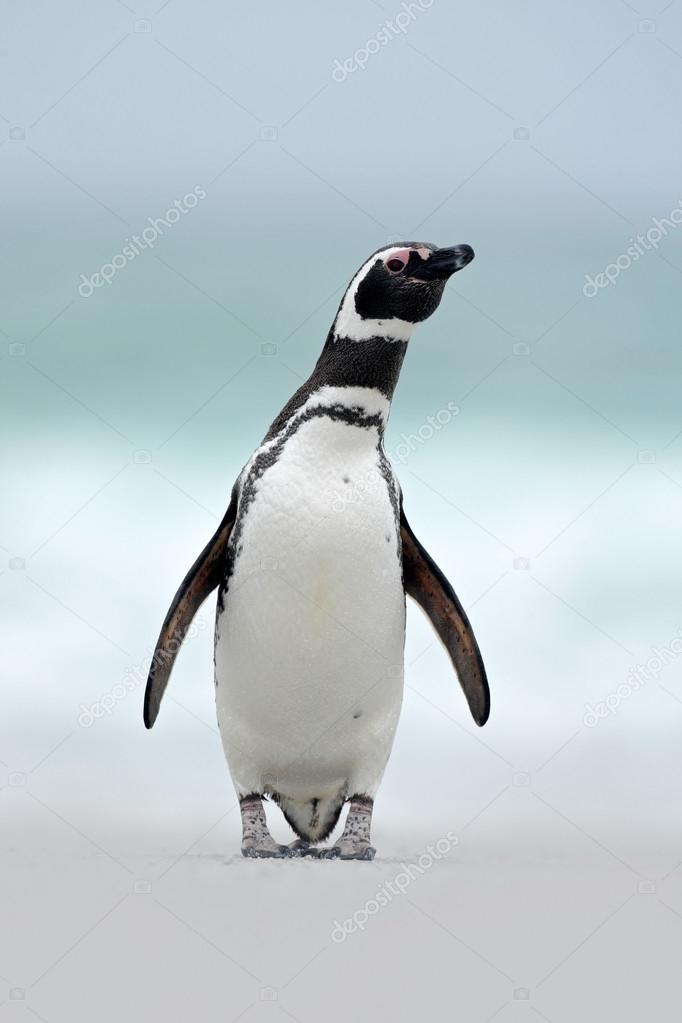 Magellanic penguin on the beach