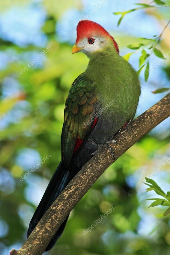 Oiseau Vert Couleur Rare Photographie Ondrejprosicky